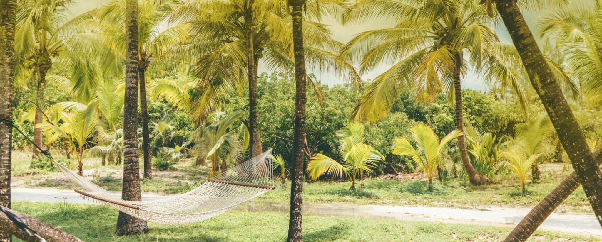 A hammock suspended between two palm trees on a deserted island, providing a luxurious place to relax and soak up the sun.
