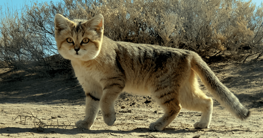 Persian Sand Cat (felis margarita)