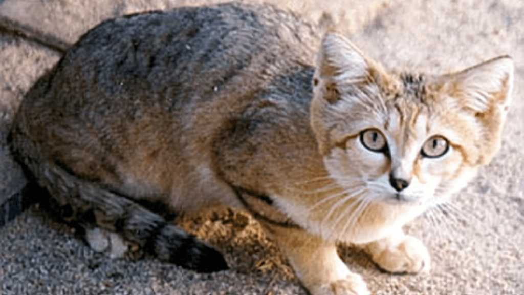 Sand Cat (Felis margarita)