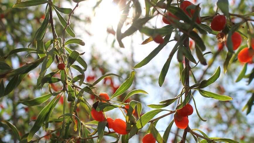 red round fruits on the tree