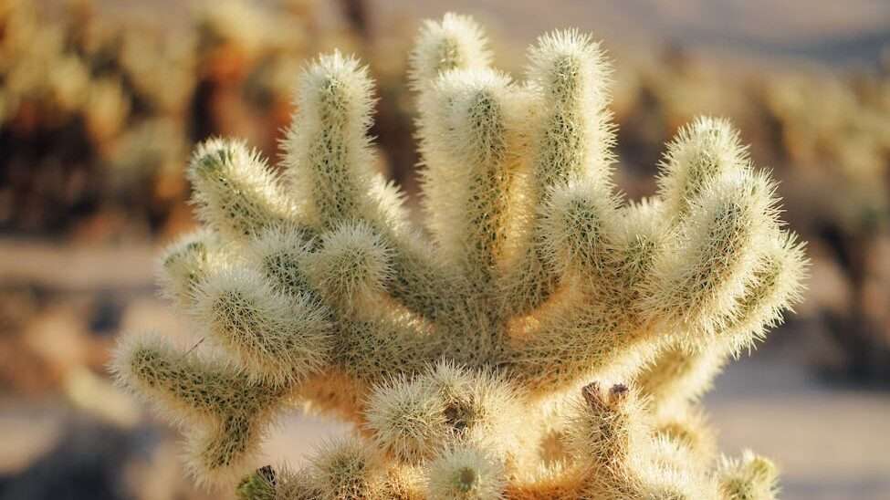 close up shot of teddy bear cholla