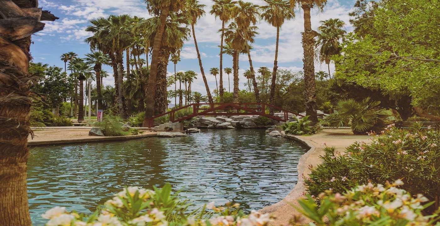 Plants and Trees in Phoenix, Arizona