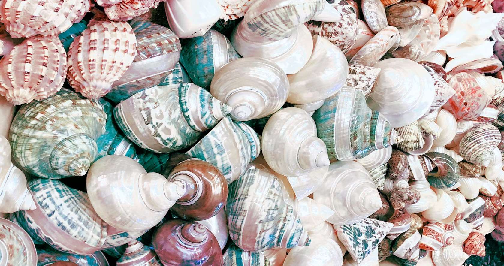 How Seashells Are Formed And Why Are They So Diverse