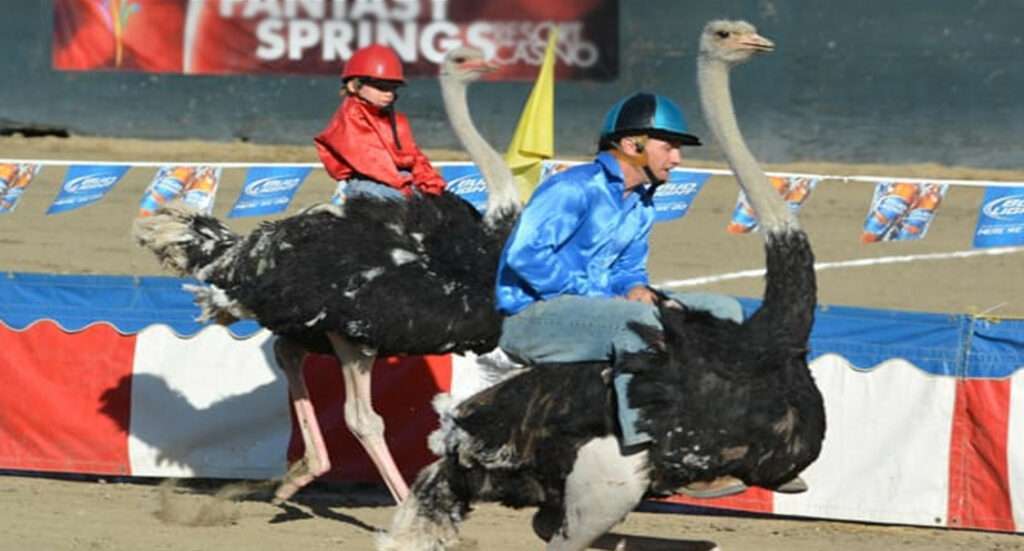 Ostrich Racing in Indio, California