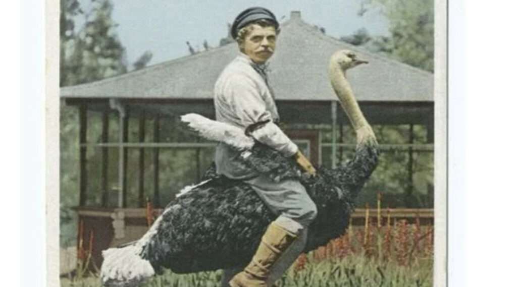 Old postcard of a man riding a ostrich at Cawston Ostrich Farm in South Pasadena, California. Public domain.