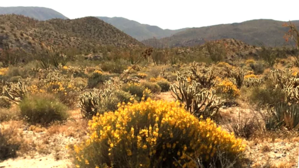 Desert Wildflower Superbloom at Anza-Borrego State Park