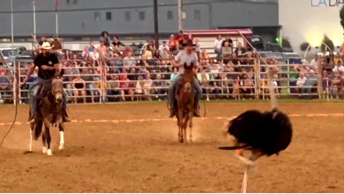 Green County Fair Ostrich Race Ends Abruptly in Arkansas
