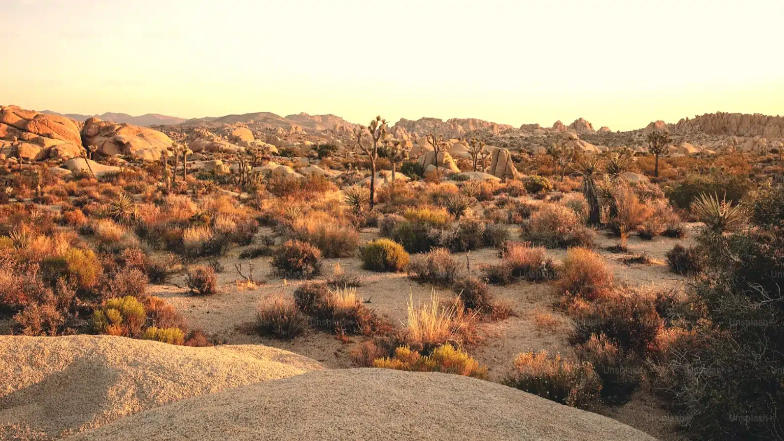 Joshua Tree National Park, California