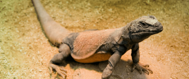 The Chuckwalla lizard thrives in the California Desert, symbolizing the rugged beauty of its namesake national monument. 
