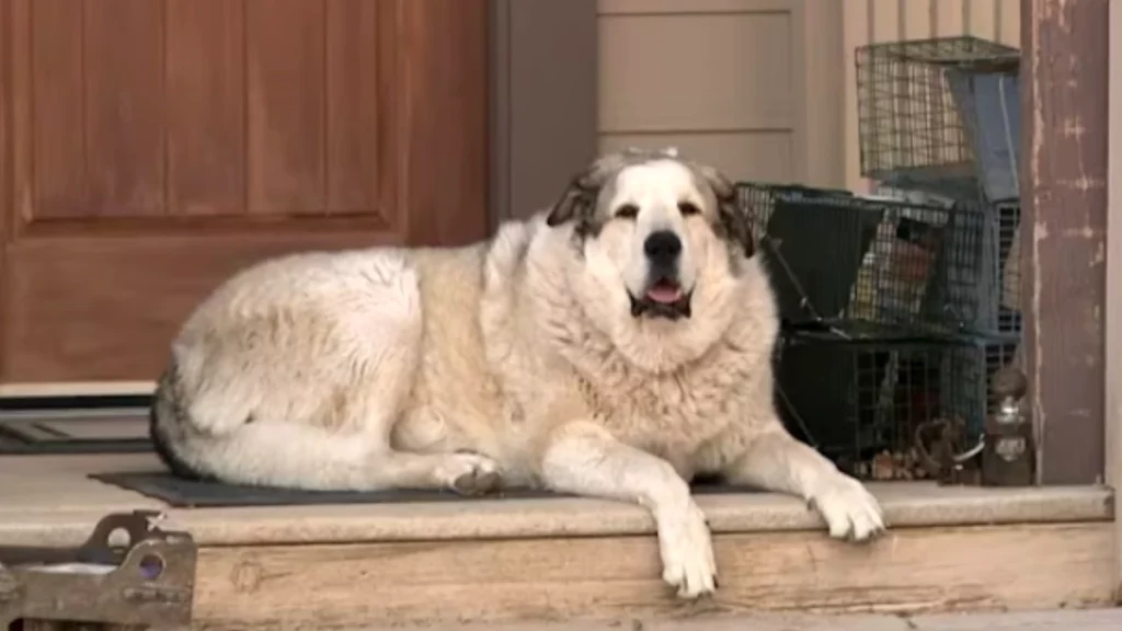 Six-year old dog Buford helped rescue a two-year-old boy lost in the Arizona wilderness.